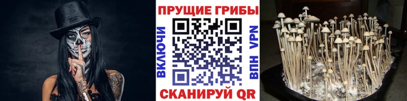 даркнет сайт  Пласт  Галлюциногенные грибы Cubensis 